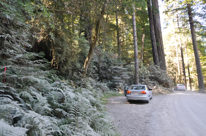 The dust from the road had settled on all the nearby vegetation.